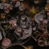 Leptogium gelatinosum